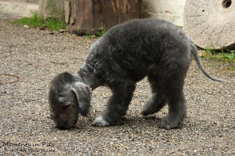 Antares 2009-08-01 & 02 (28).JPG